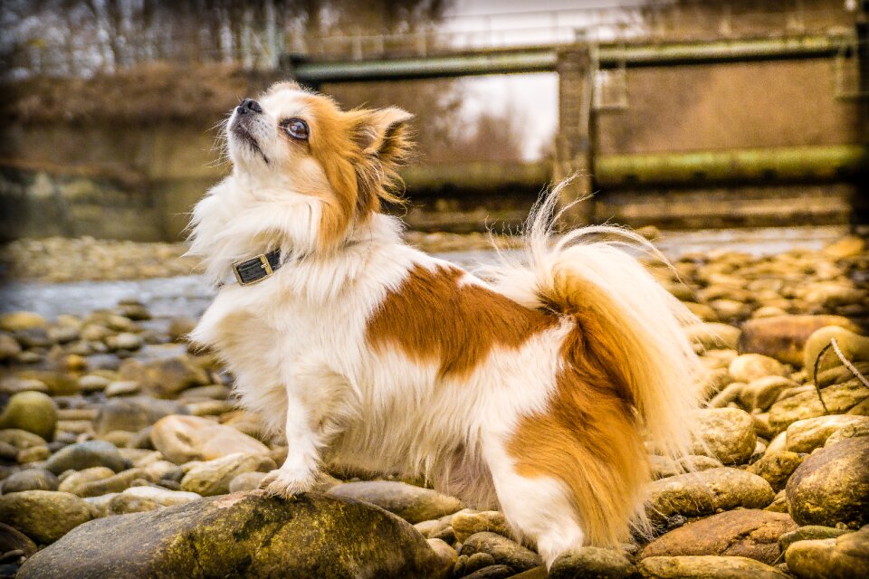 Small chihuahua purebred dog