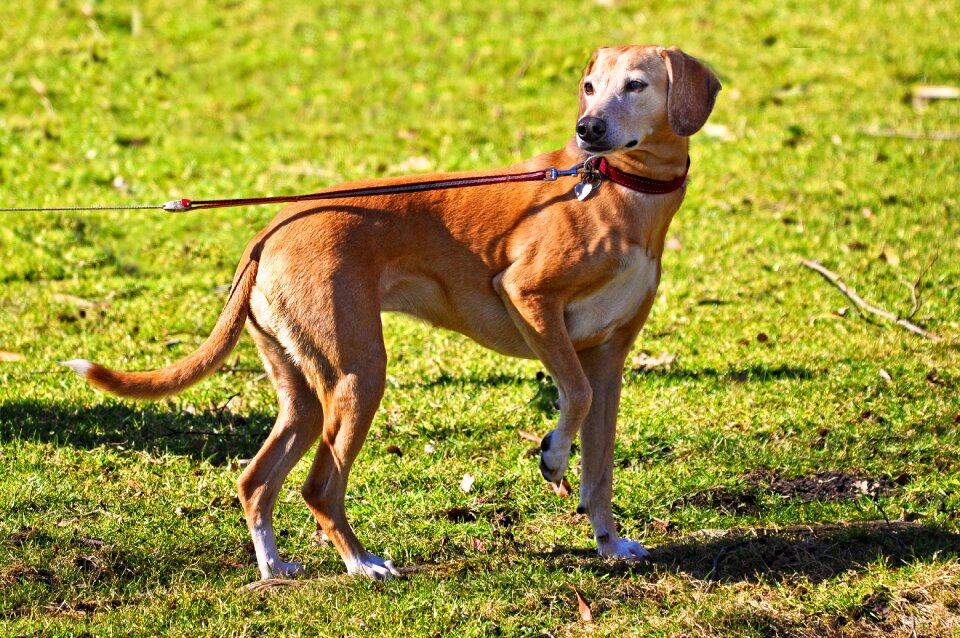 Canine pet domestic