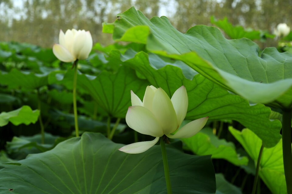 Bloom open flowers