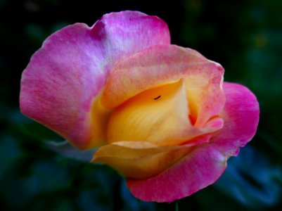Deva-ORASUL-2016_0904_234220