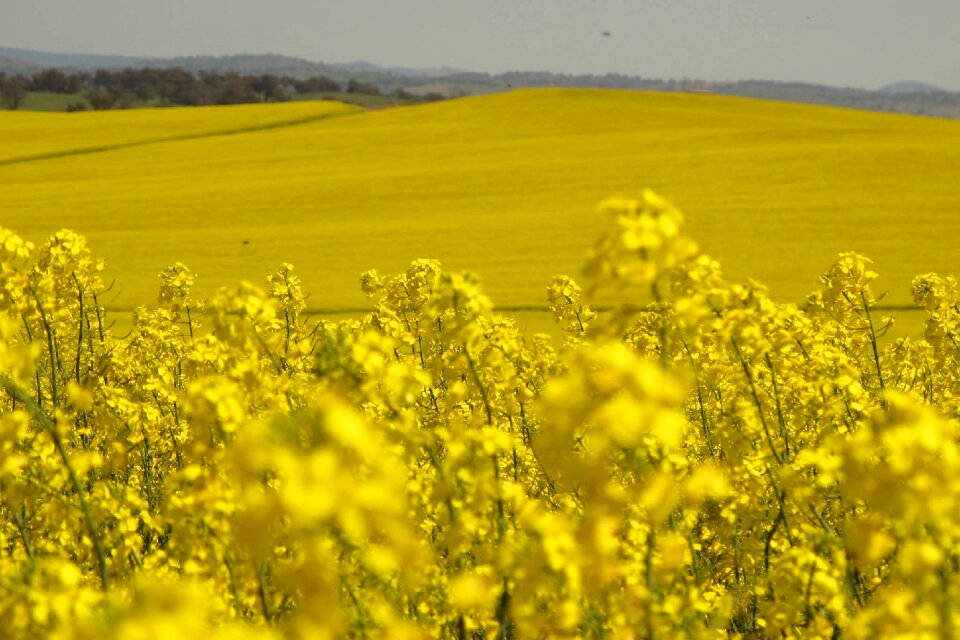 Crop flower oilseed