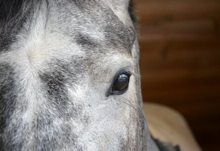 Grey look horse eye photo