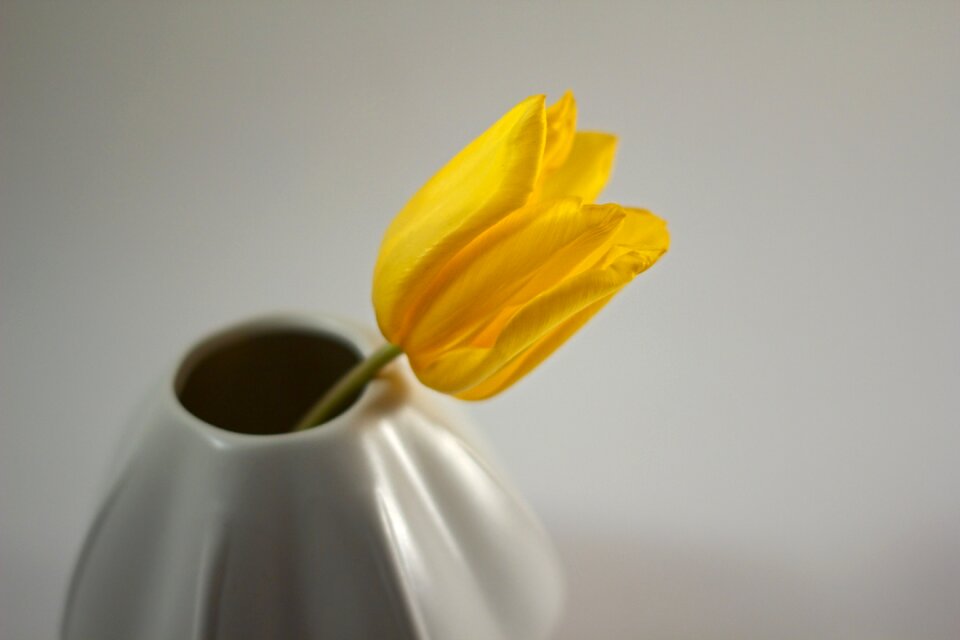 Yellow spring flowers