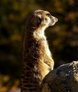 Animal nature mammal