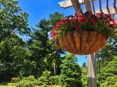 Garden summer trees