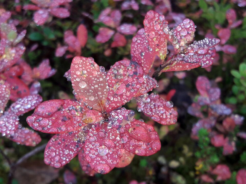 Fall colors foliage colorful foliage