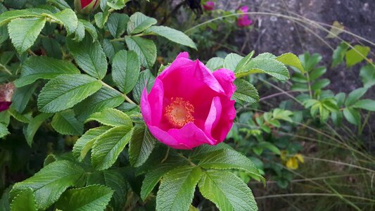 Early summer summer flower photo