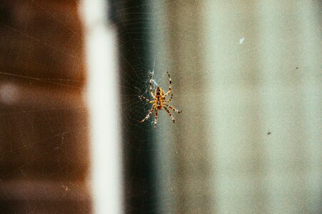 Spider web insects photo