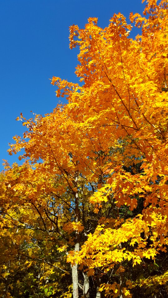 Fall scenic landscape