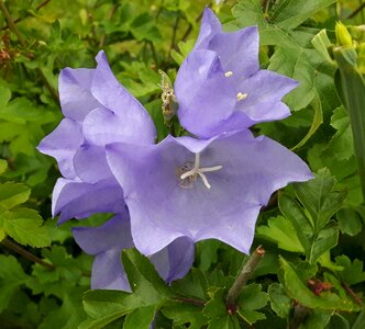 Summer flowers flower photo