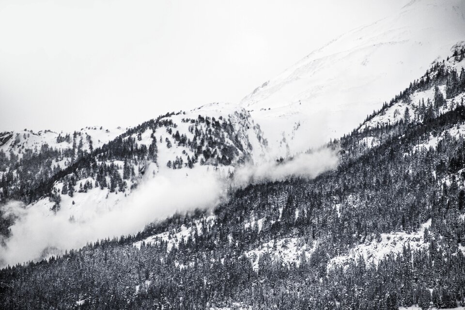 Forest hills mountains