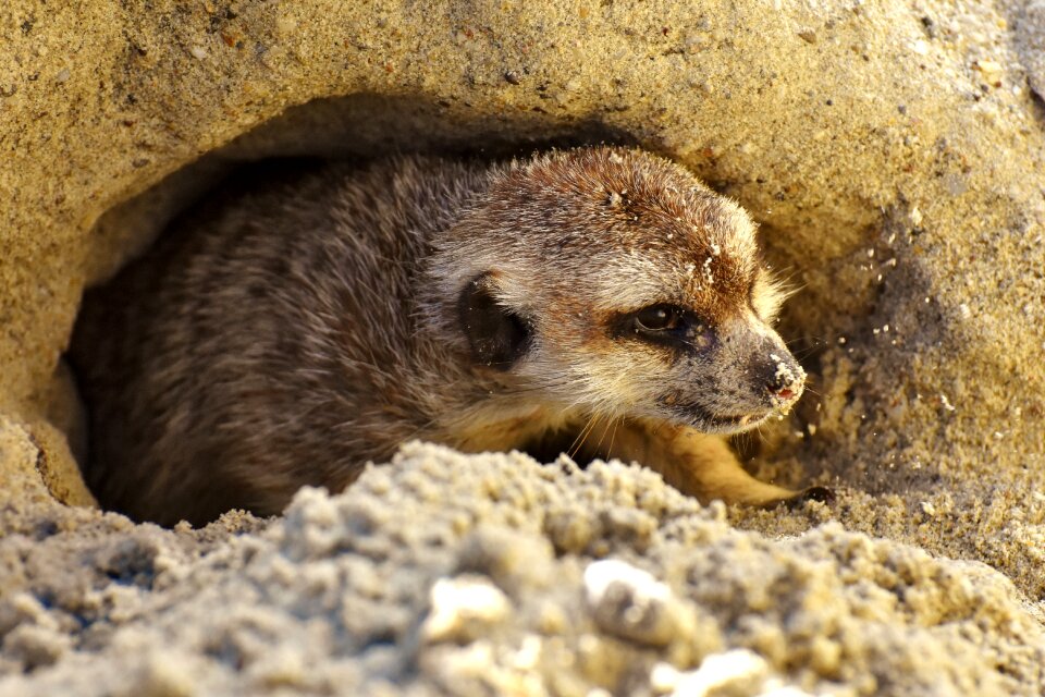 Animal nature mammal