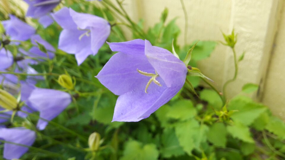 Summer flowers flower