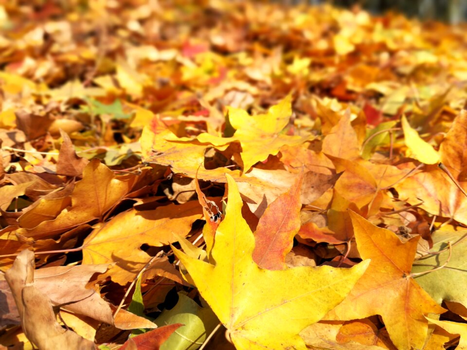Full yellow gold golden yellow road