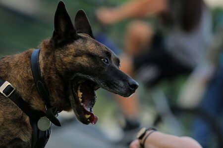 Mouth collars vicious photo