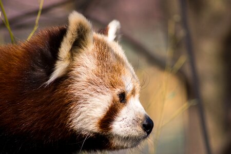 Animals zoo fluffy