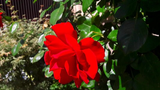 Flowers roses flower