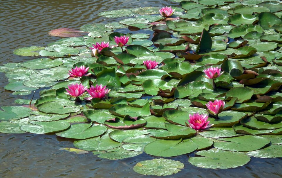 Aquatic plant foliage