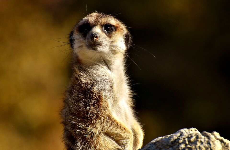 Zoo tiergarten small