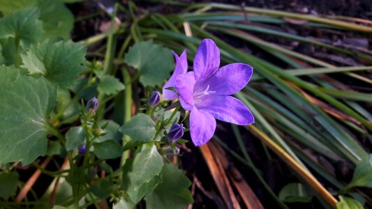 Summer flowers flower