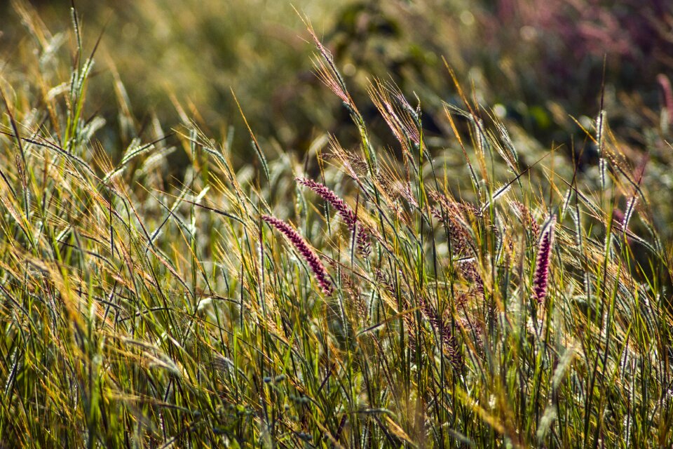 Nature plant lawn