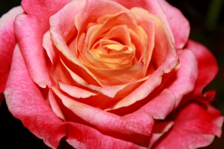 Pink garden roses close up photo