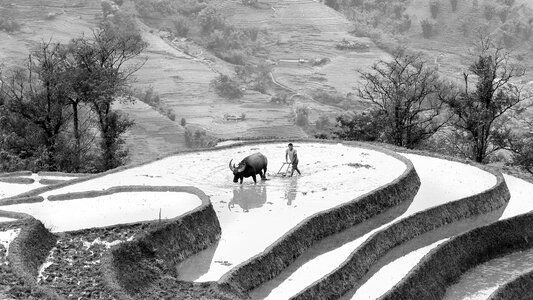 Scenery farm terraces