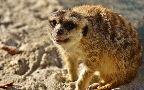 Animal nature mammal
