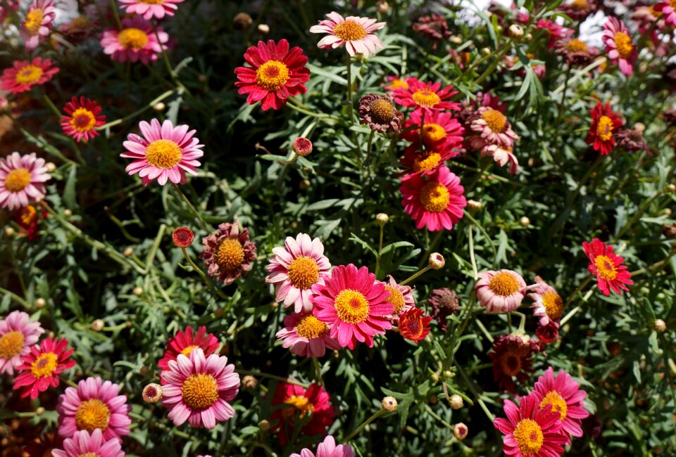Chrysanthemum background images flowering season