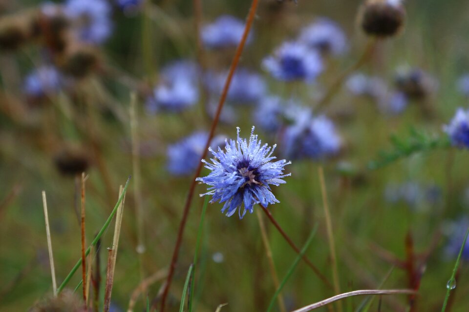 Water drops mist blue flower
