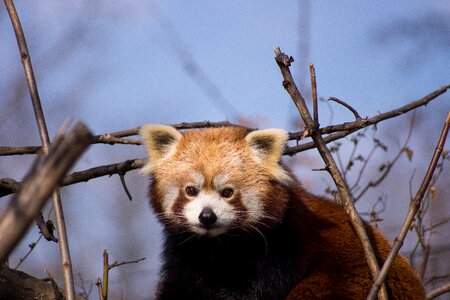 Cute mammal zoo photo