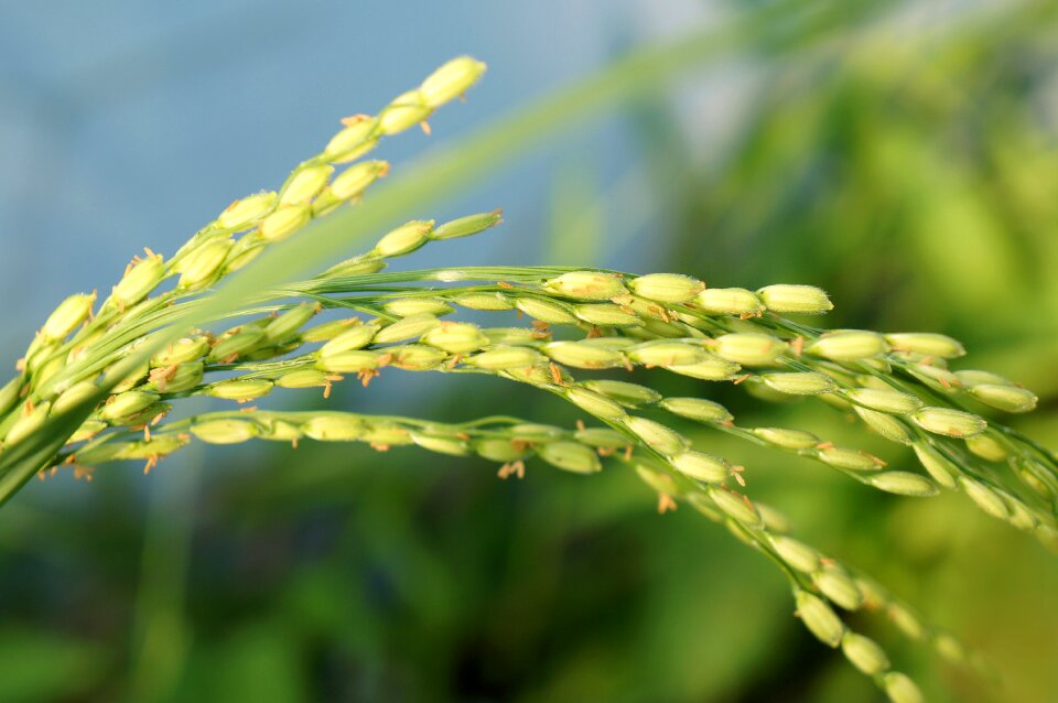 Rice food rice non
