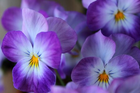 Viola blossom bloom photo