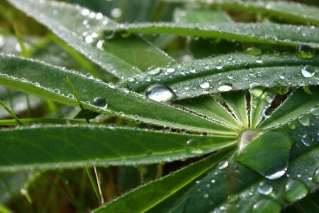 Lupinblad water drops green