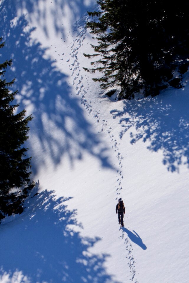 Traces trees winter
