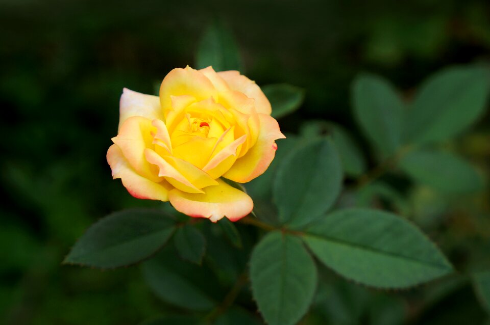 Pink gold love the beauty