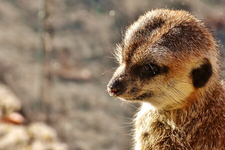 Animal nature mammal