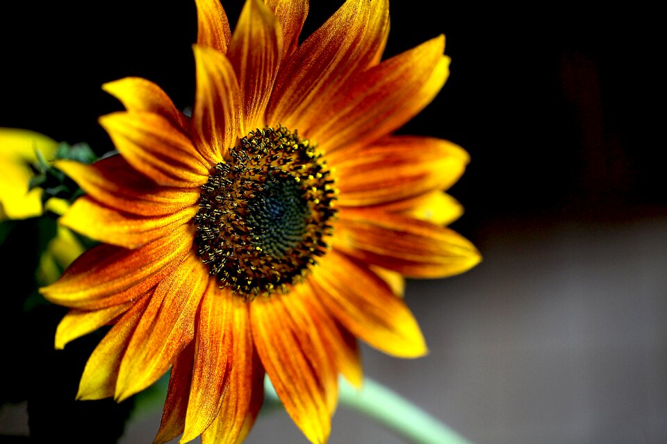 Yellow flowering bloom