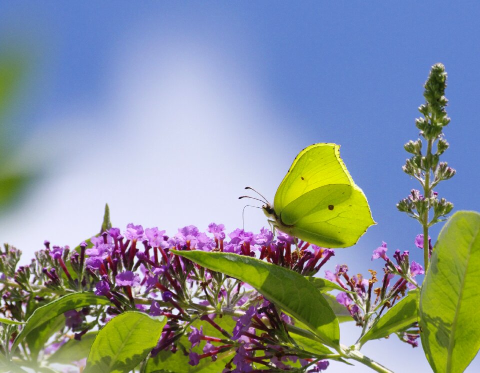Nature yellow summer