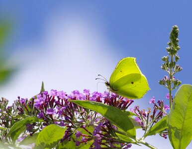 Nature yellow summer photo