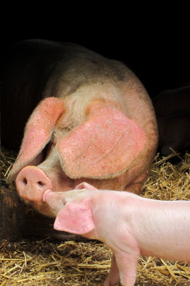 Livestock mother nose