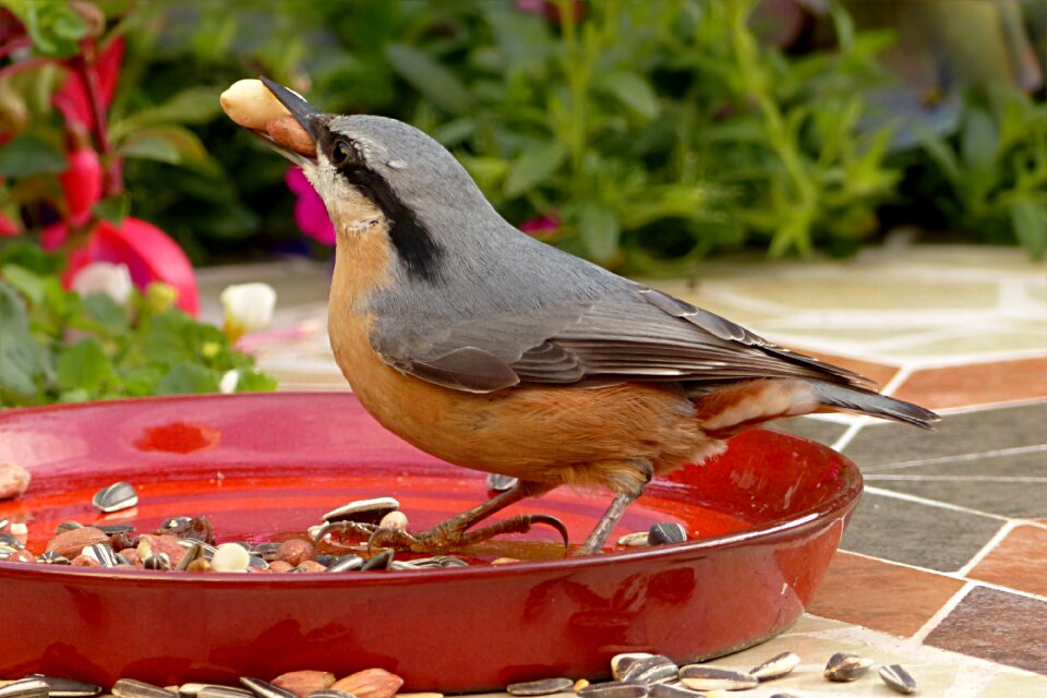 Sitta europaea foraging garden