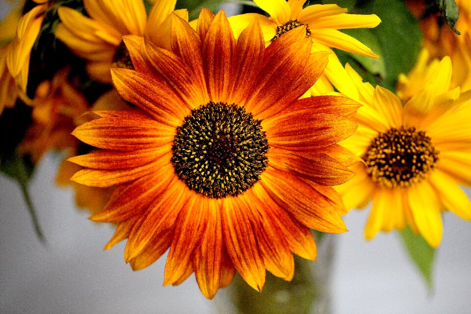 Yellow flowering bloom