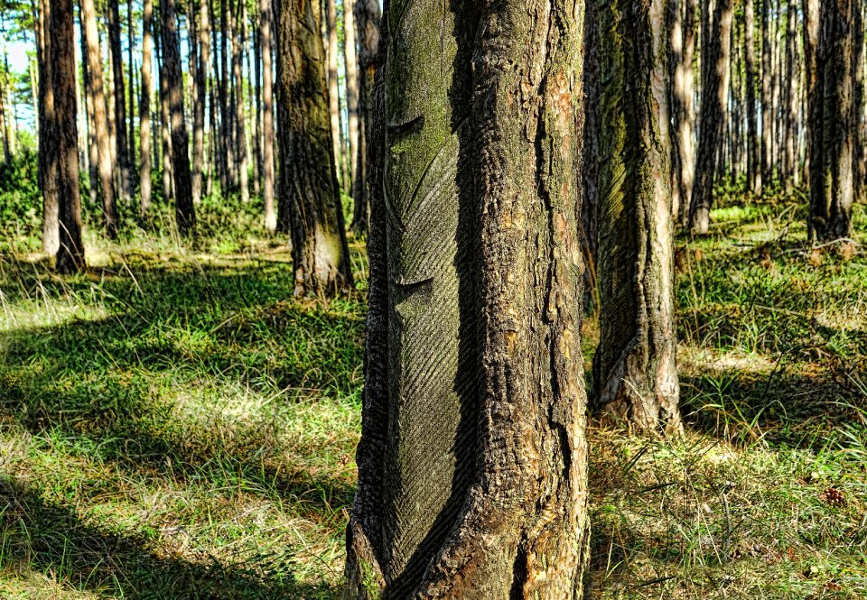 Landscape pine forest pine