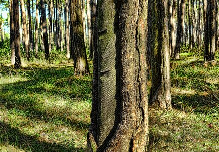 Landscape pine forest pine photo