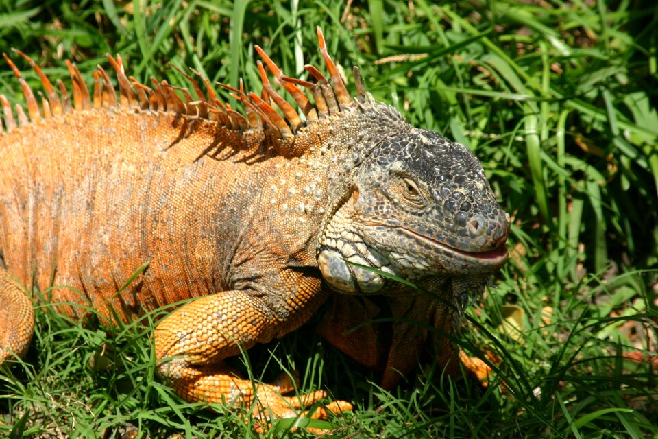 Florida iguana lizard