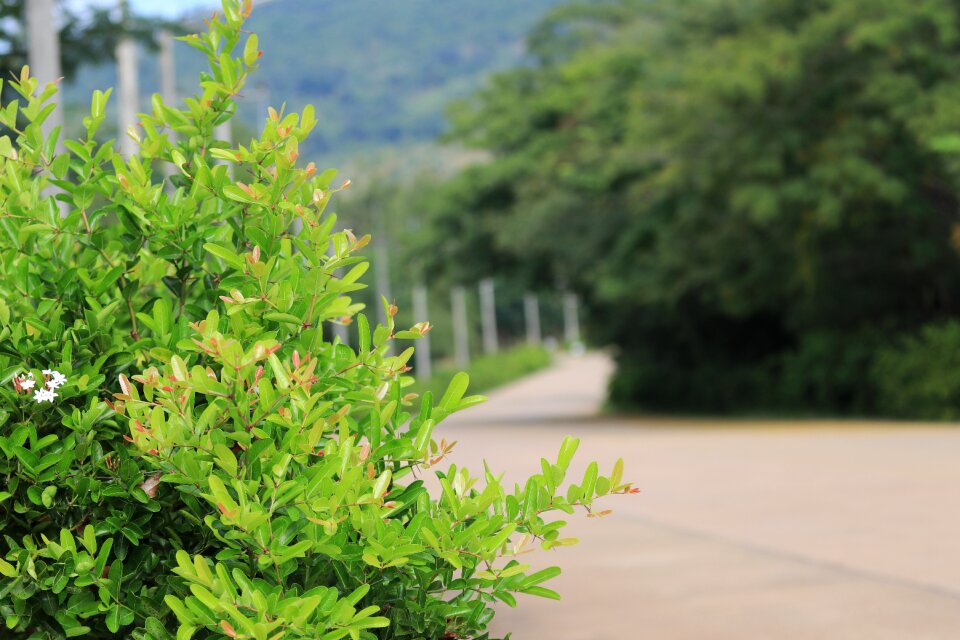 Summer view view asia