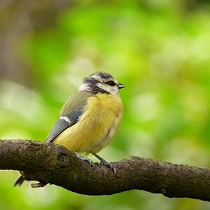Cyanistes caeruleus young sitting