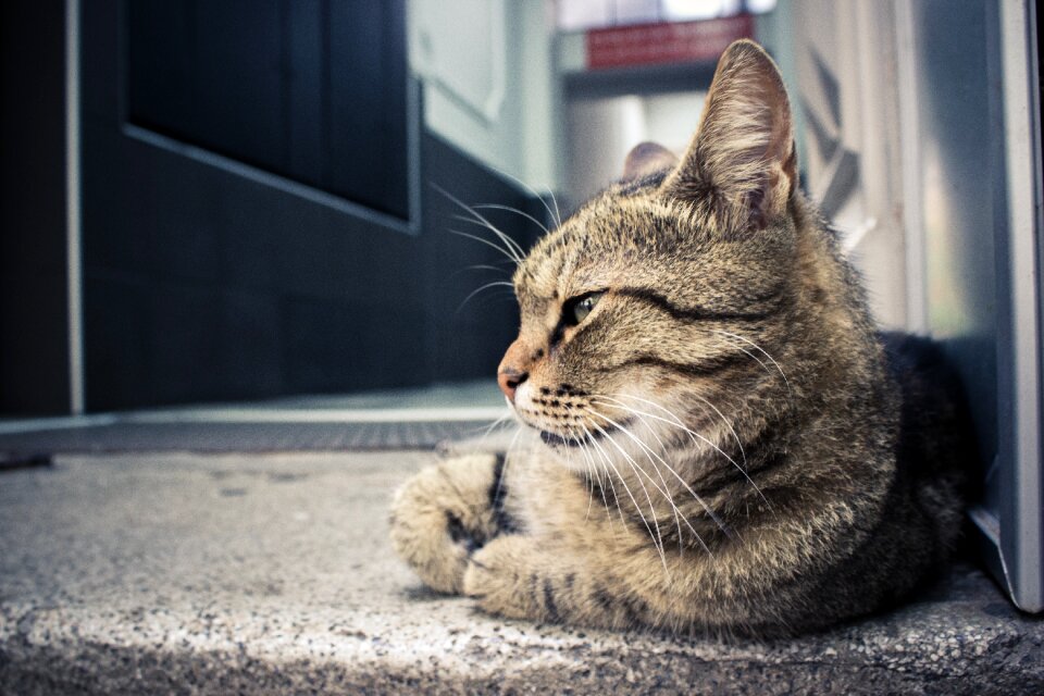 Cat pet animals
