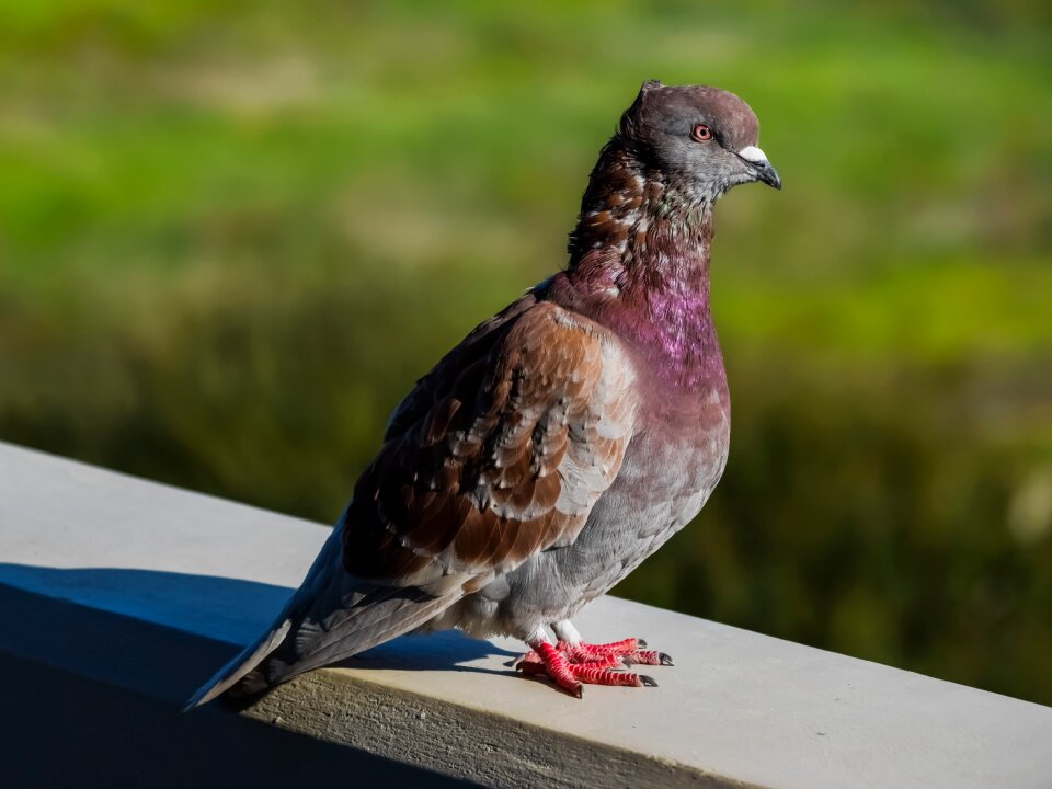 Animal outdoors fauna